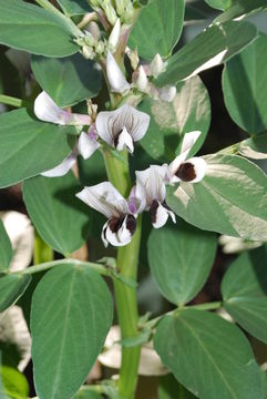 Image of Broad Bean