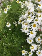 صورة Tripleurospermum maritimum (L.) Koch