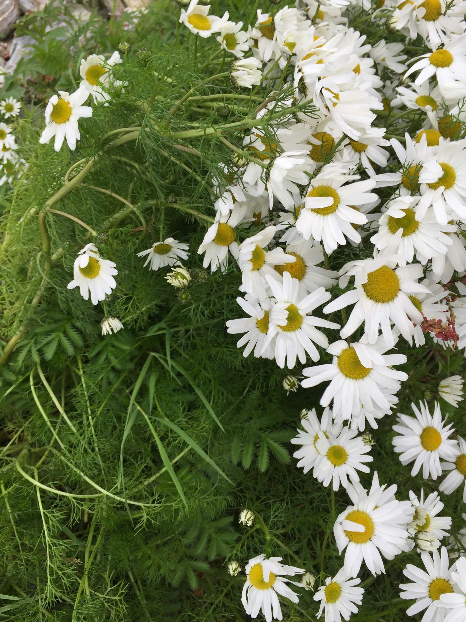 Image of false mayweed