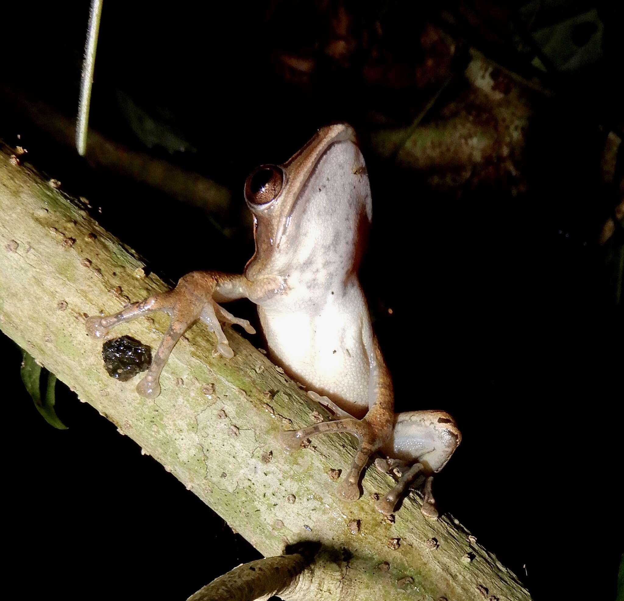 Image de Polypedates occidentalis Das & Dutta 2006