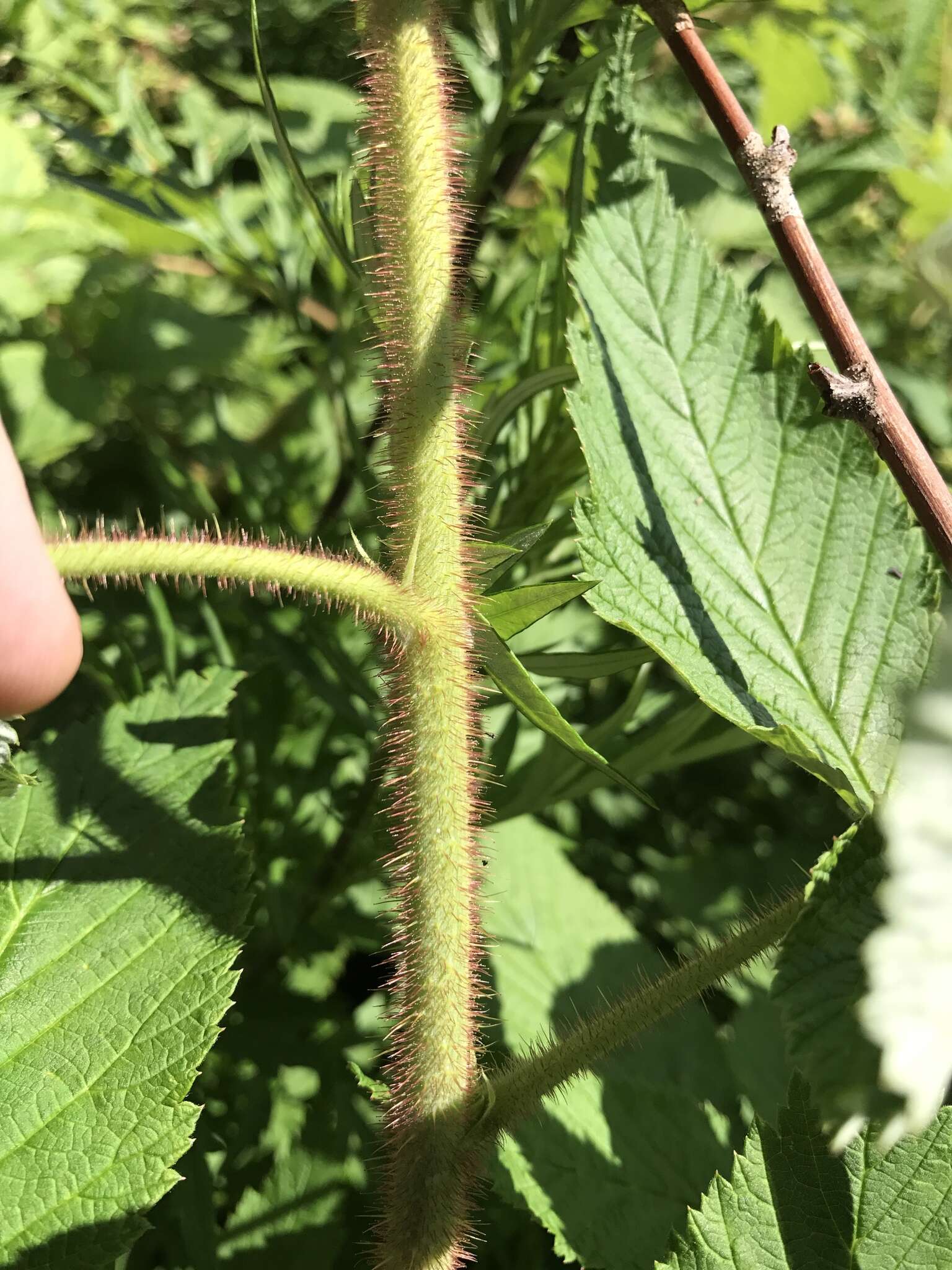 Image of grayleaf red raspberry