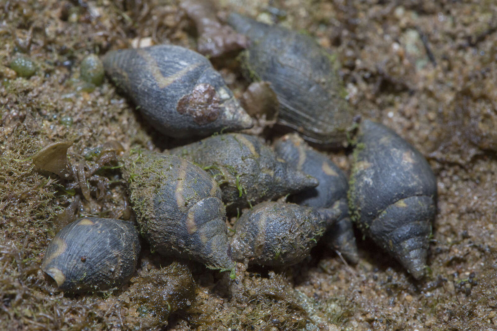 Image of Pictocolumbella Habe 1945