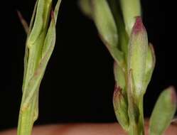 Oenothera calcicola (P. H. Raven & D. P. Greg.) W. L. Wagner & Hoch resmi