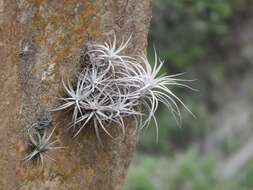 Image of Tillandsia tectorum É. Morren