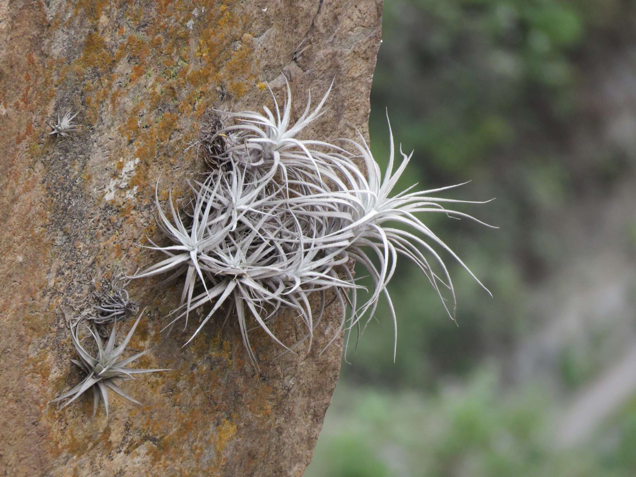 Imagem de Tillandsia tectorum É. Morren