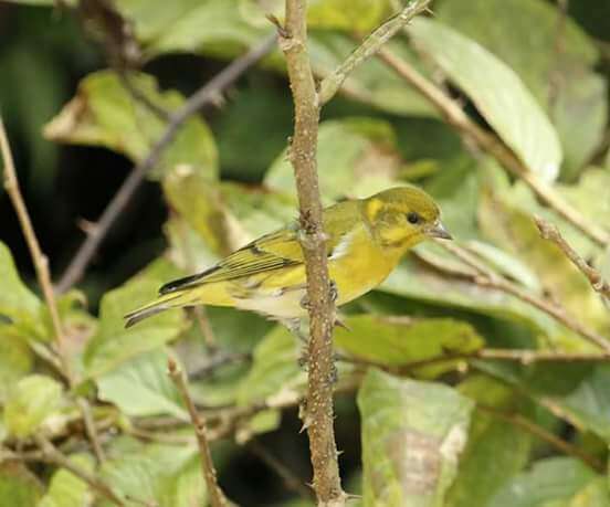 Image of Tibetan Serin