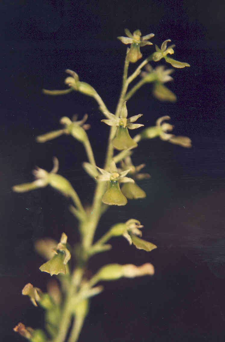 Neottia banksiana (Lindl.) Rchb. fil. resmi