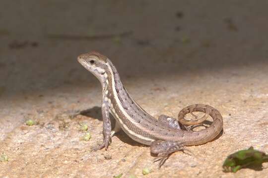 صورة Leiocephalus lunatus Cochran 1934