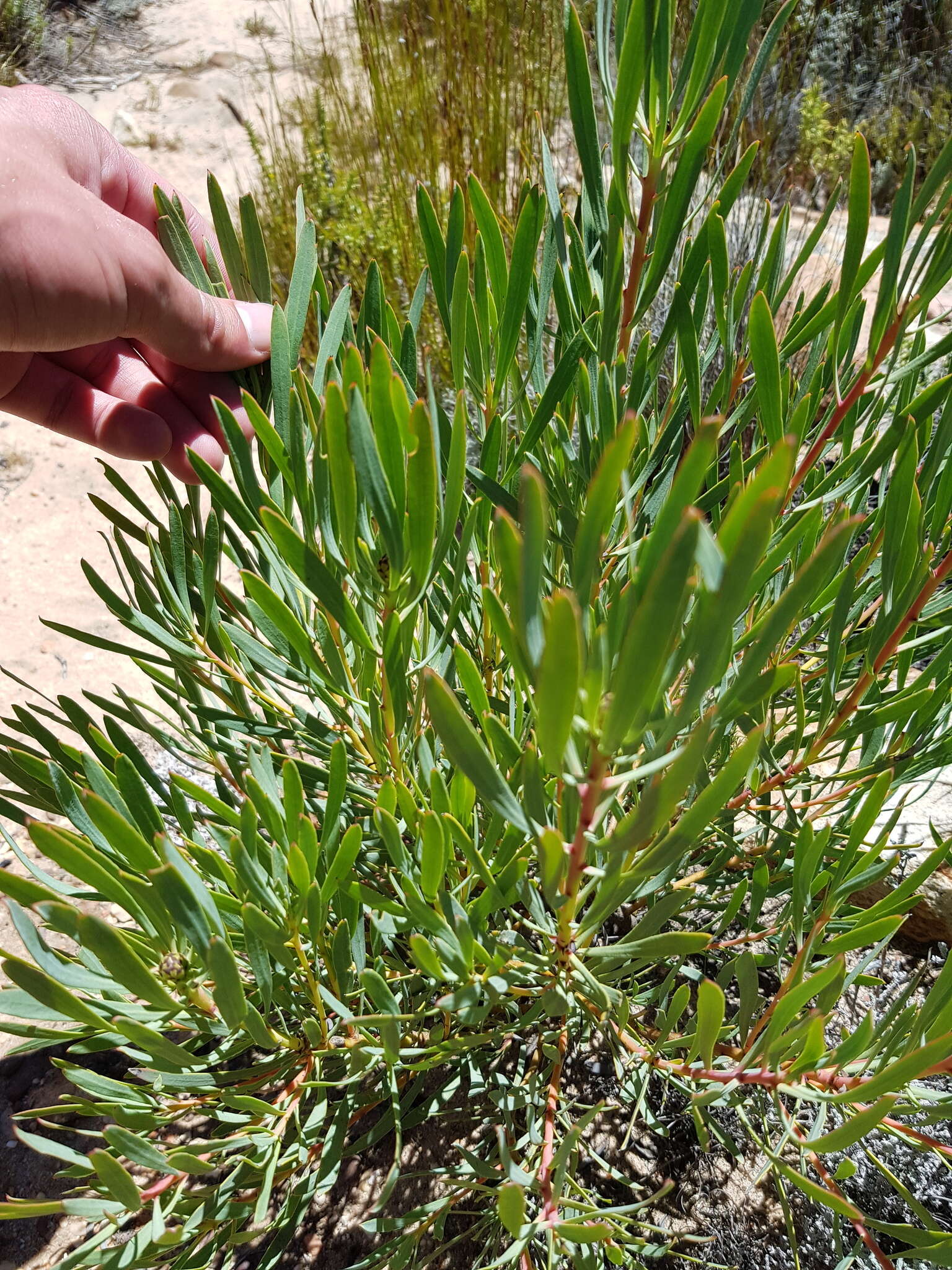 Plancia ëd Protea acuminata Sims