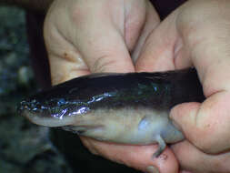 Image of Three-toed Amphiuma