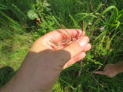 Image of hairy lettuce