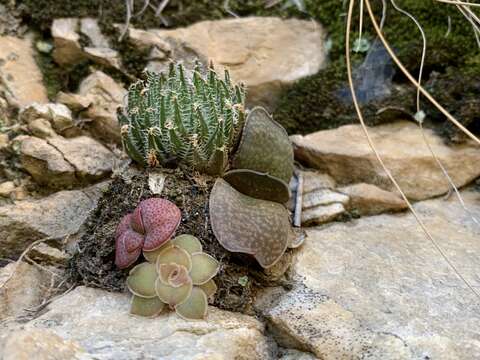 Image de Haworthia marumiana var. viridis M. B. Bayer