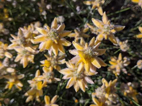 Image of Genista umbellata (L'Her.) Poir.