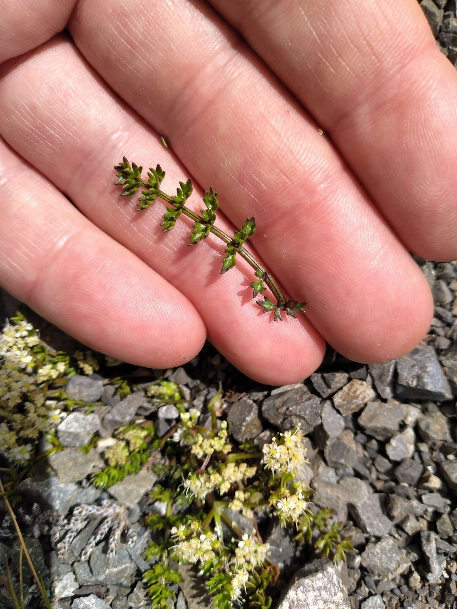 Imagem de Gingidia decipiens (Hook. fil.) J. W. Dawson