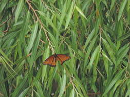 Imagem de Limenitis archippus obsoleta Edwards