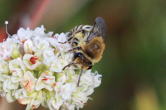 Image of Colletes slevini Cockerell 1925