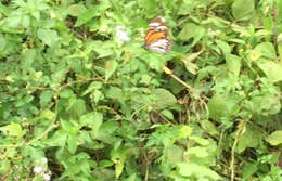 Image de Danaus (Anosia) melanippus subsp. hegesippus Cramer 1777