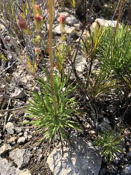 Image of Euryops hebecarpus (DC.) B. Nordenst.