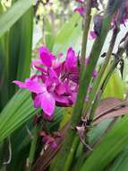 Image of Spathoglottis unguiculata (Labill.) Rchb. fil.