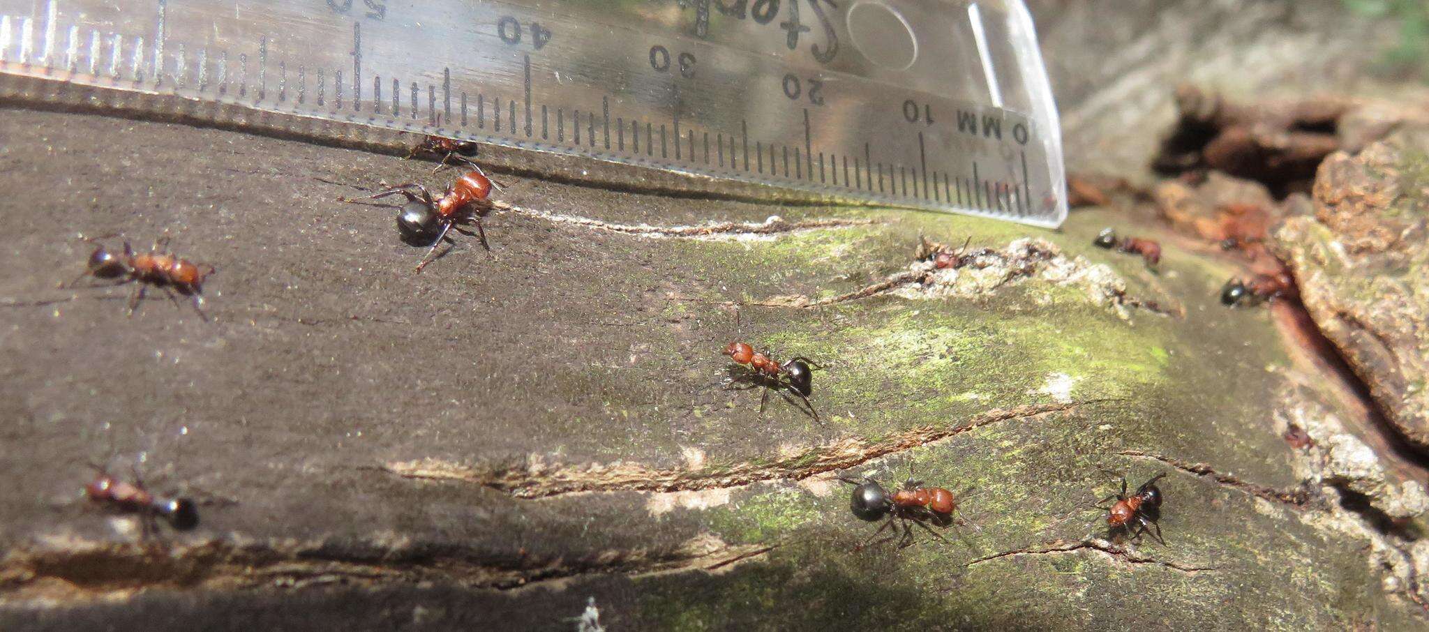 Image of Atopomyrmex mocquerysi Andre 1889