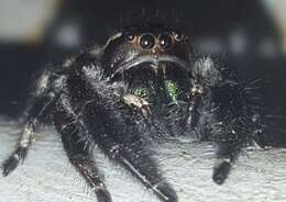 Sivun Phidippus maddisoni Edwards 2004 kuva