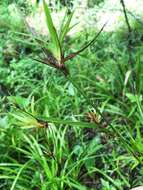 Image of drooping bulrush