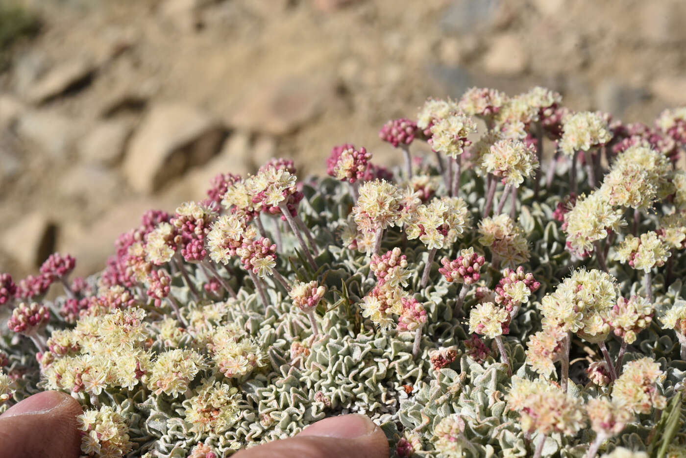 Image of cushion buckwheat