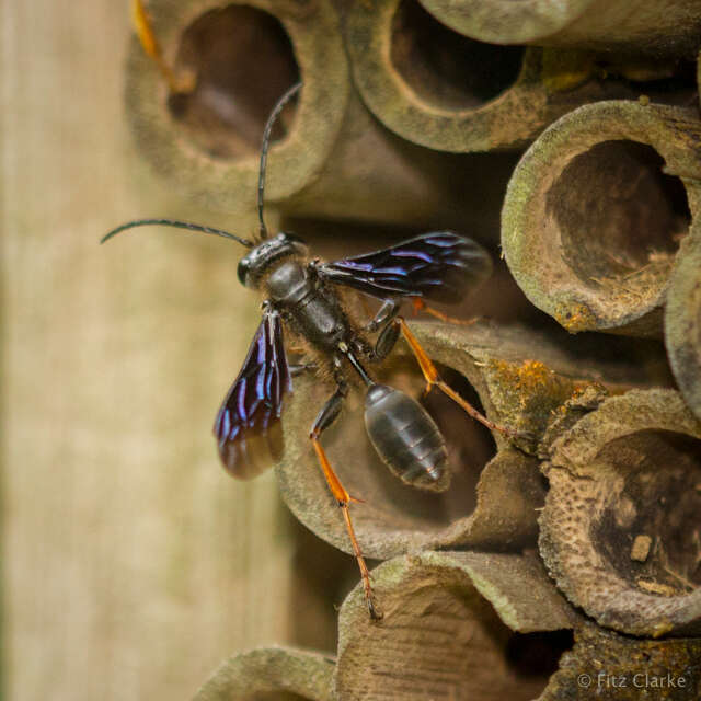 Isodontia auripes (Fernald 1906)的圖片