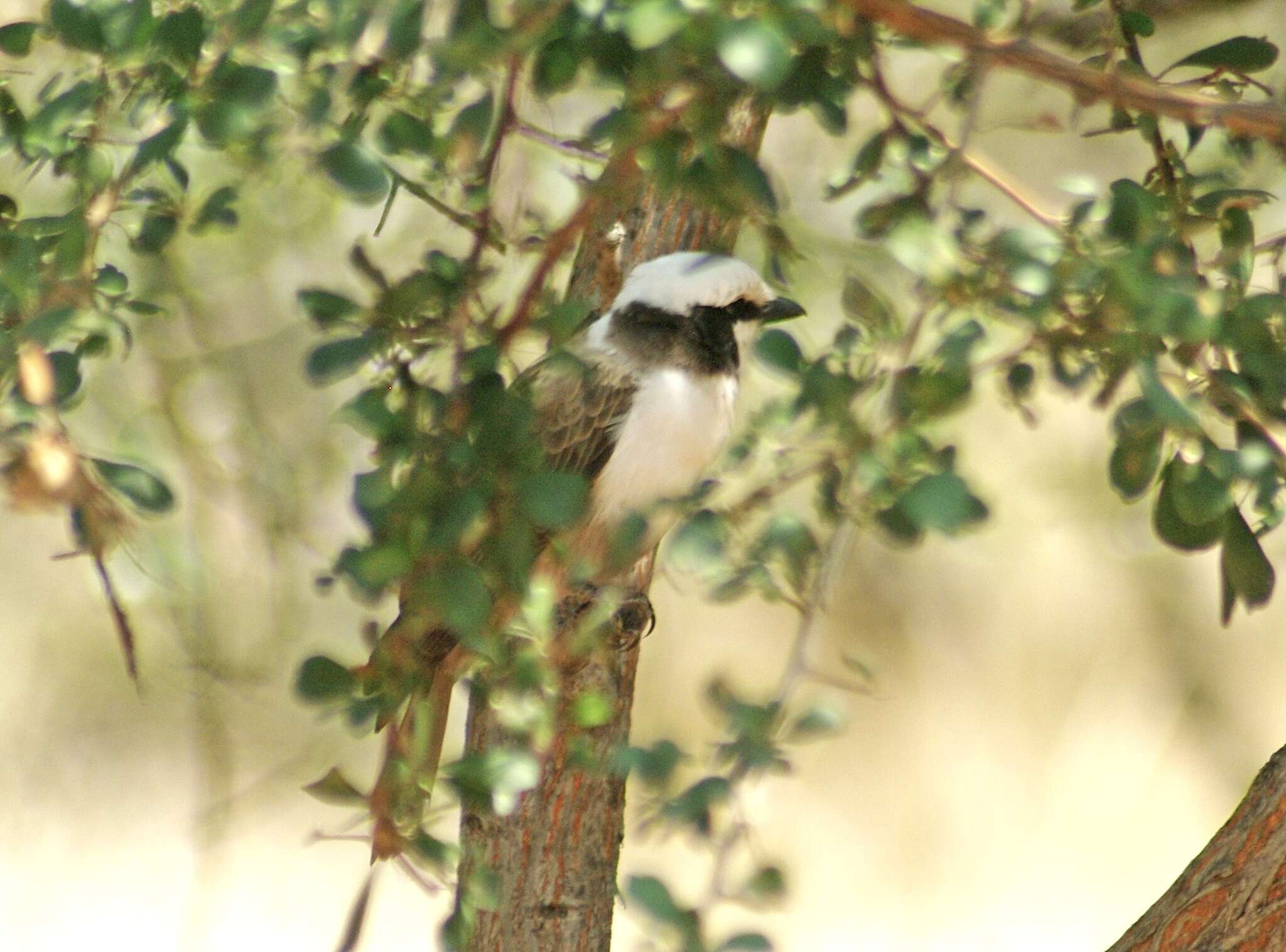 Image of Southern White-crowned Shrike