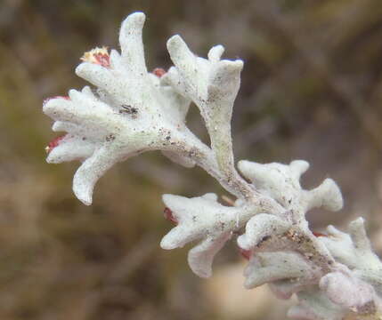 Image of Candyfloss Everlasting