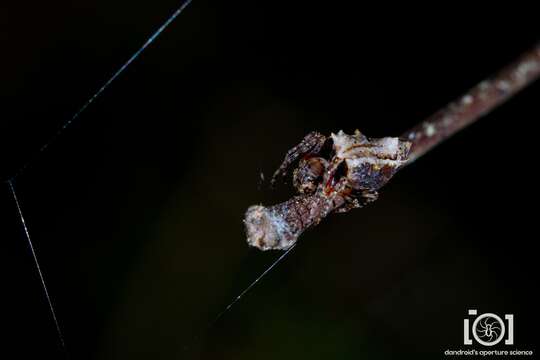 Imagem de Wagneriana tauricornis (O. Pickard-Cambridge 1889)