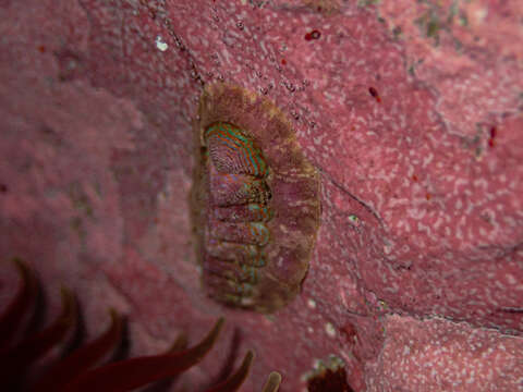 Image de Onithochiton quercinus (Gould 1846)