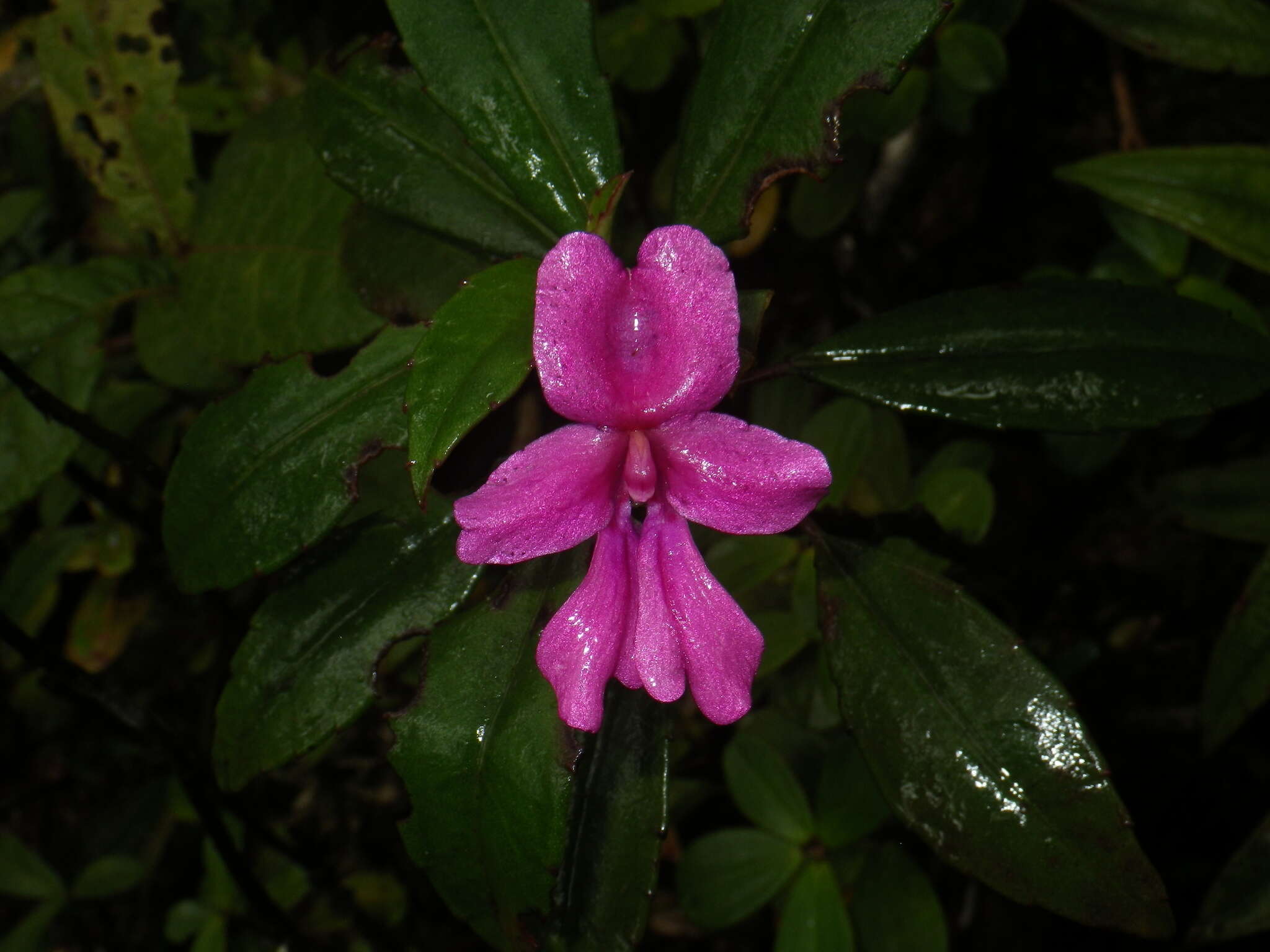 Image of Impatiens firmula Baker