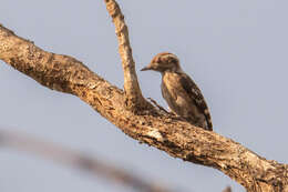 Image of Brown-capped Pygmy Woodpecker