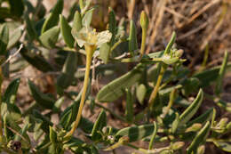 Acleisanthes lanceolata (Wooton) R. A. Levin resmi