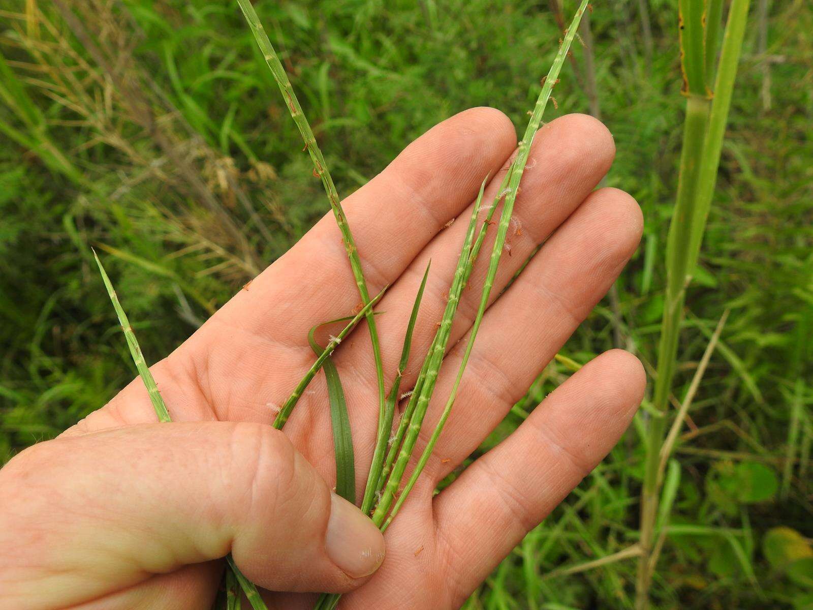 Plancia ëd Hemarthria altissima (Poir.) Stapf & C. E. Hubb.