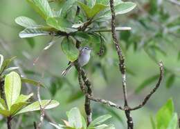 Image of White-browed Gnatcatcher