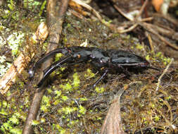 صورة Cantharolethrus luxerii (Buquet 1843)