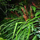 Pitcairnia sastrei L. B. Sm. & Read的圖片