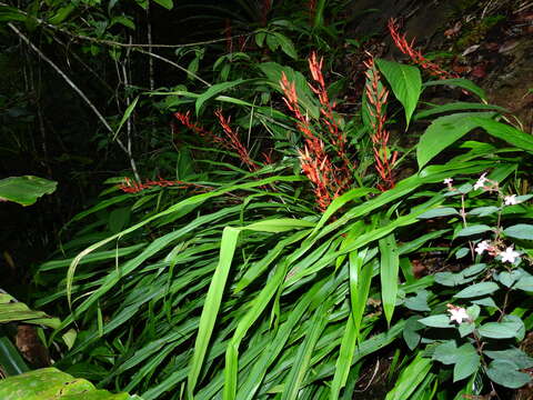 Pitcairnia sastrei L. B. Sm. & Read的圖片