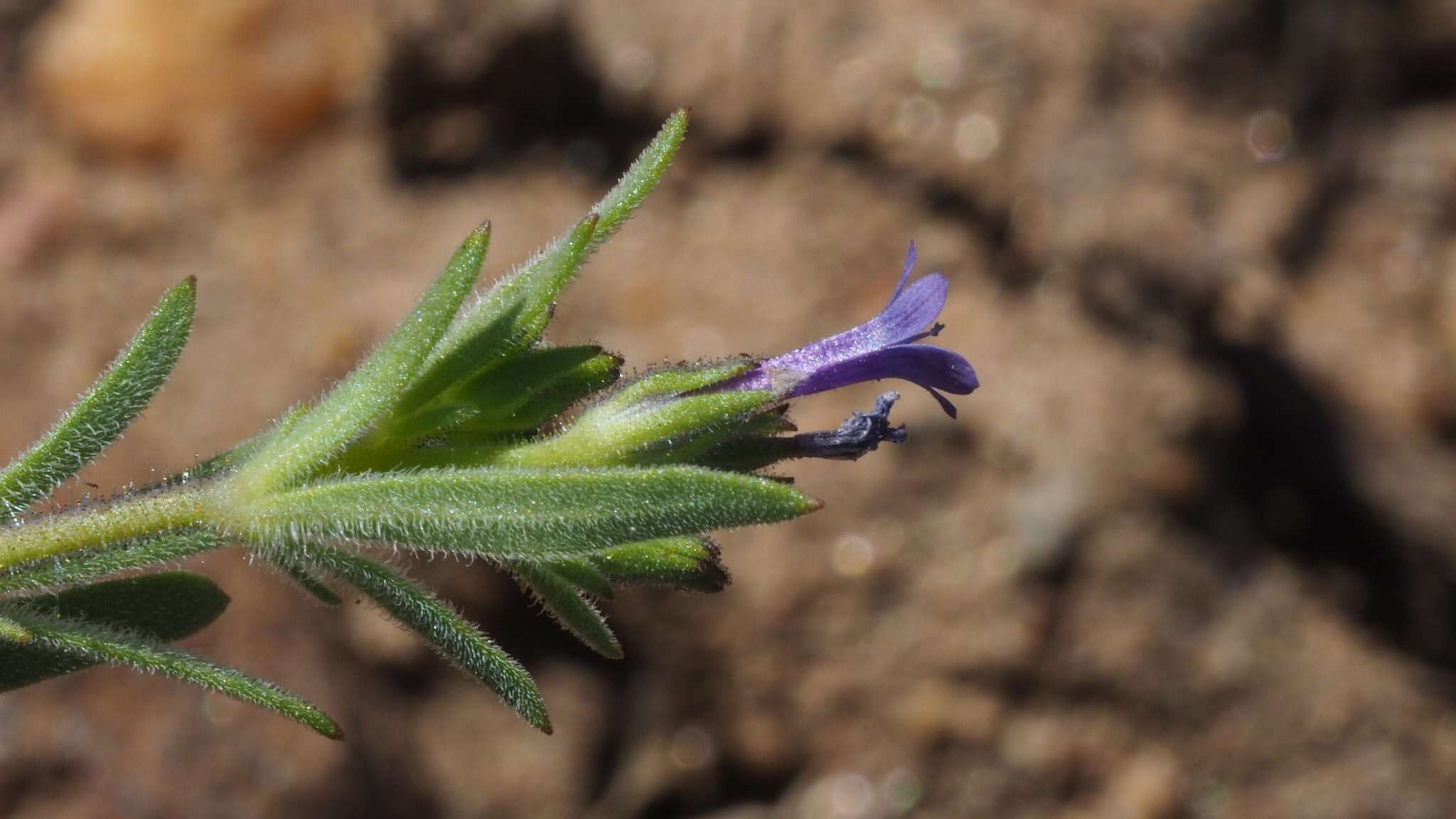 Plancia ëd Allophyllum gilioides subsp. gilioides