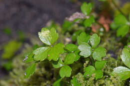 صورة Azorella nitens Petrie