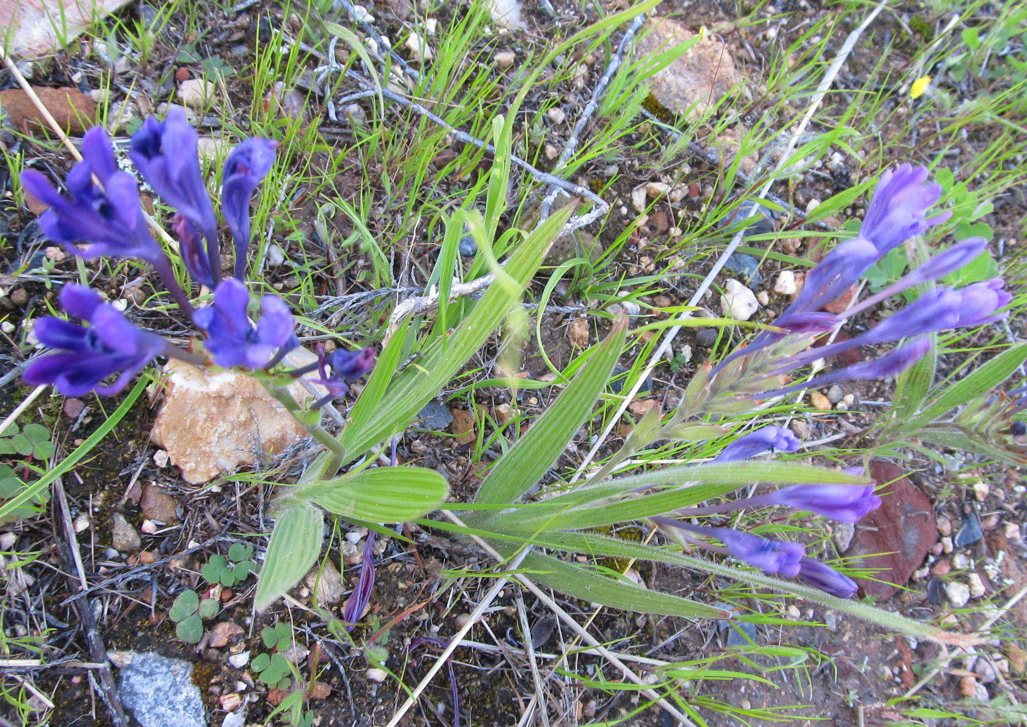 Image of Babiana latifolia L. Bolus