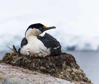 Image of Antarctic Shag