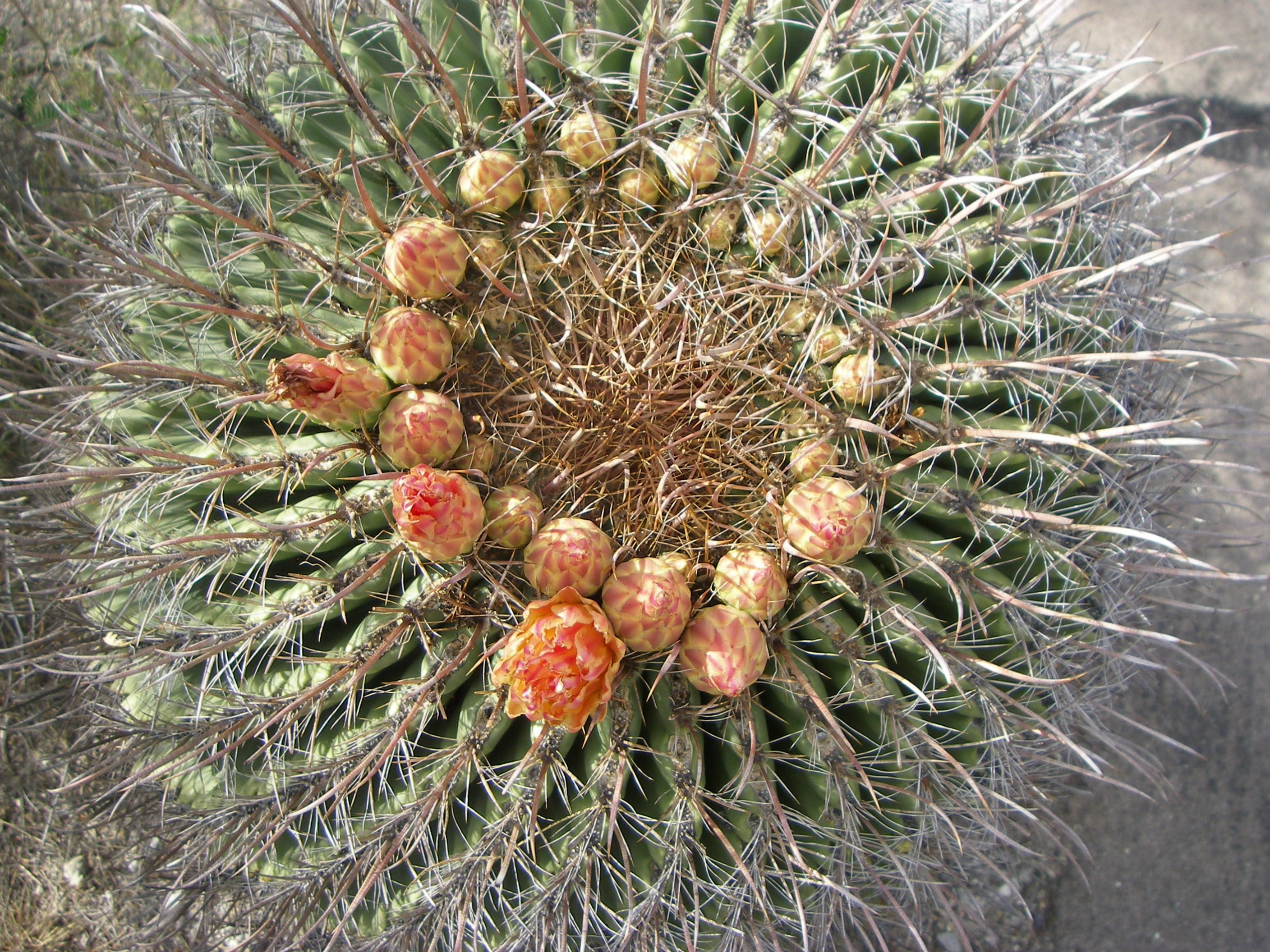 Candy Barrel Cactus media   Encyclopedia of Life