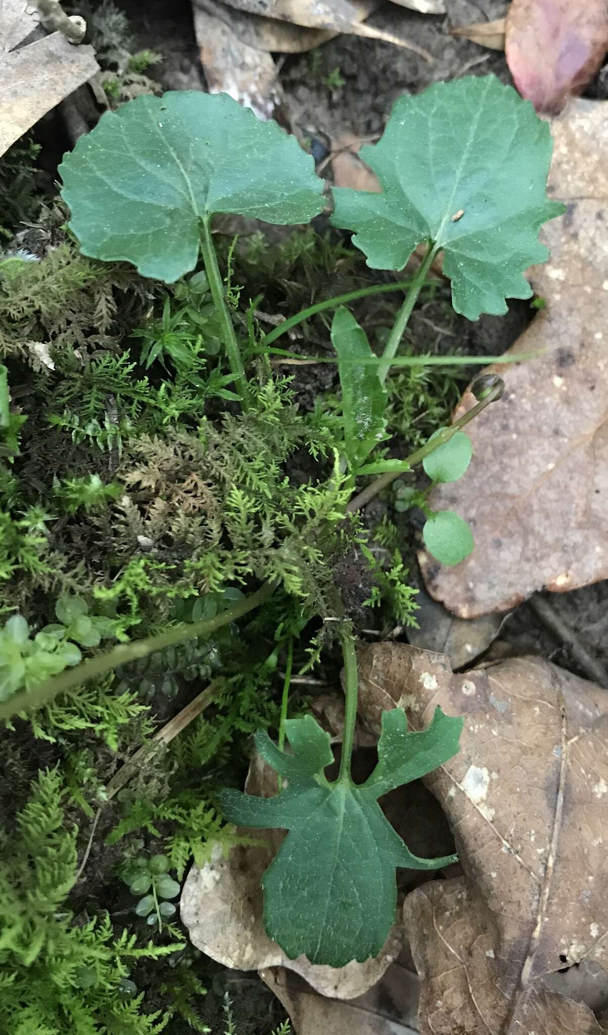 Viola edulis Spach resmi