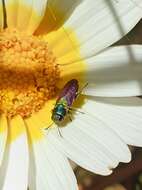 Image of Pasture Splendour Beetle