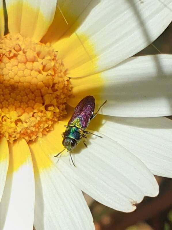 Image of Pasture Splendour Beetle