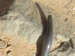 Image of Zambezi Blind Snake