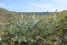 Image of Onobrychis pallasii (Willd.) M. Bieb.